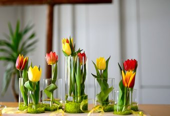 Tulpen