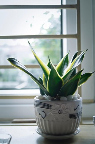 Bogenhanf am Fenster